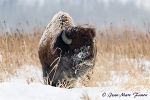 Bison en Alberta